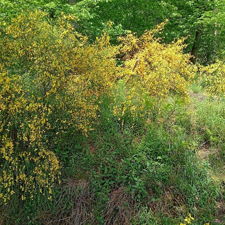 Appartamento Casa la Collina delle Ginestre Eberbach  Esterno foto